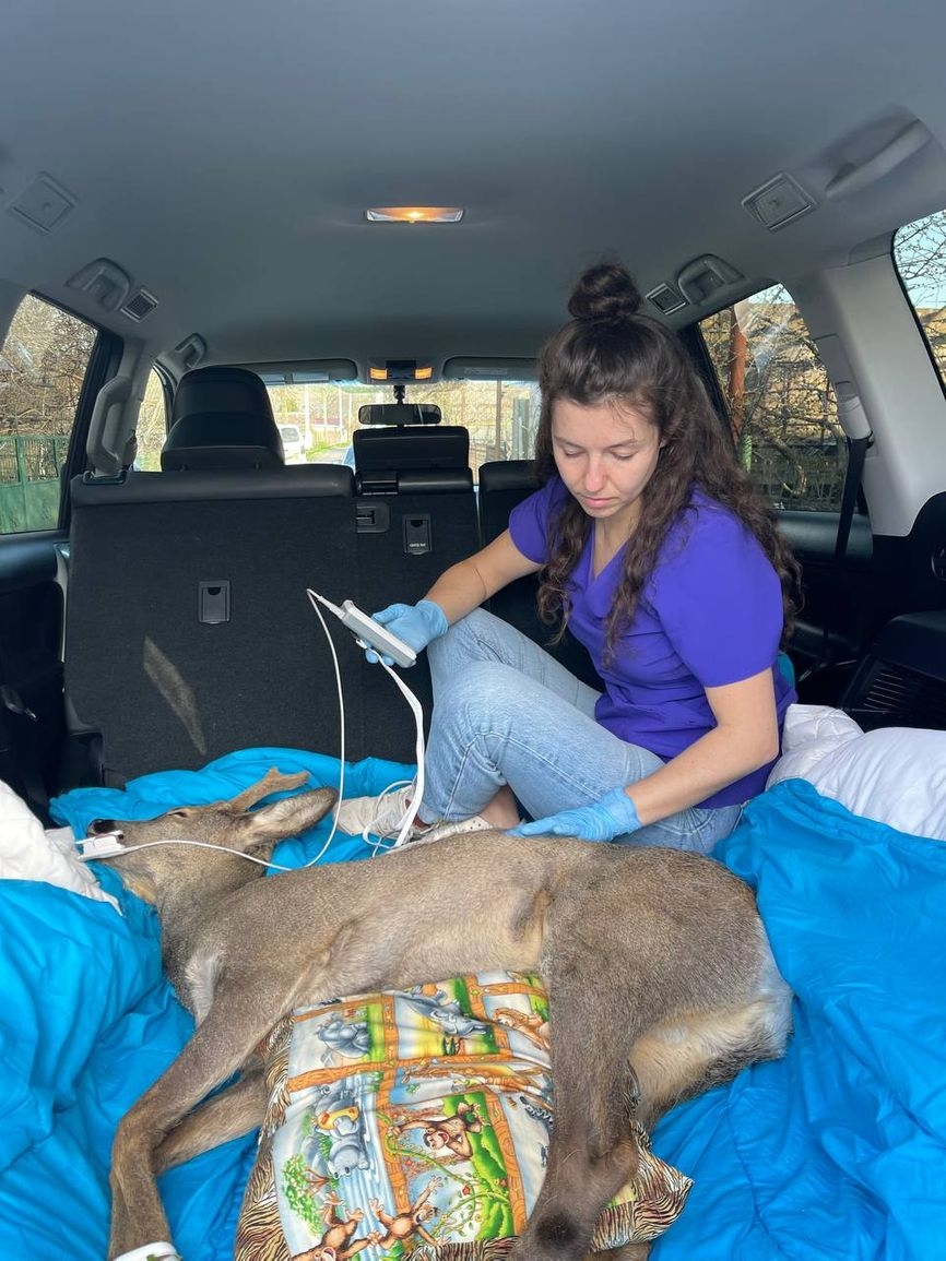 A roe deer rescued by Valentina and Leonid
