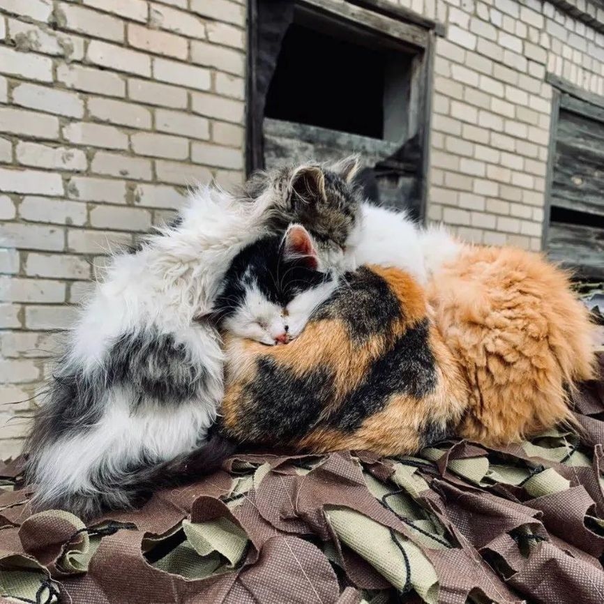 Cats frightened by shelling
