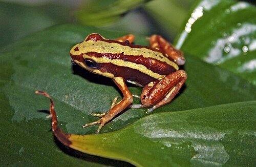 The phantasmal poison frog (Epipedobates tricolor) is native to Ecuador, found on the Andean slopes of central Ecuador in Bolivar province.